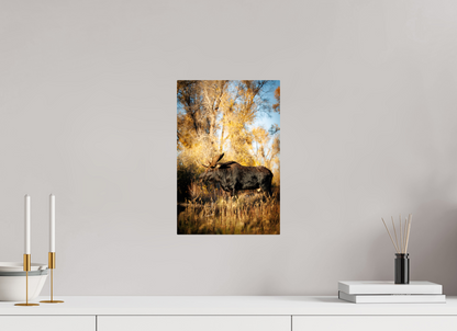 10 x 15″, Metal "Monarch of Gros Ventre - Stillness" - Bull Moose