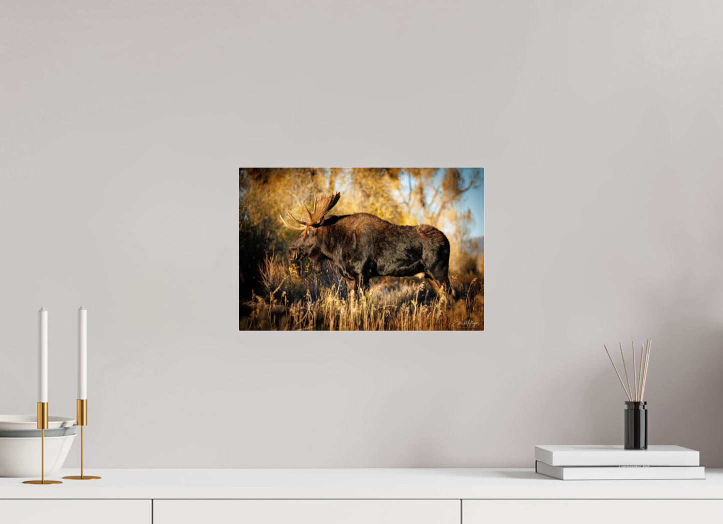 15 x 10″, Acrylic "Monarch of Gros Ventre - Presence" - Bull Moose