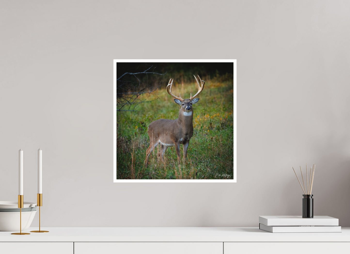 15 x 15″, Fine art print "Majesty of the cove" - White-tailed Buck