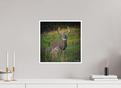 15 x 15″, Fine art print "Majesty of the cove" - White-tailed Buck
