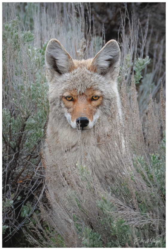 Main image "Golden Gaze" - Coyote