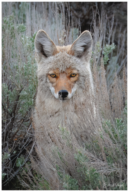 Main image "Golden Gaze" - Coyote