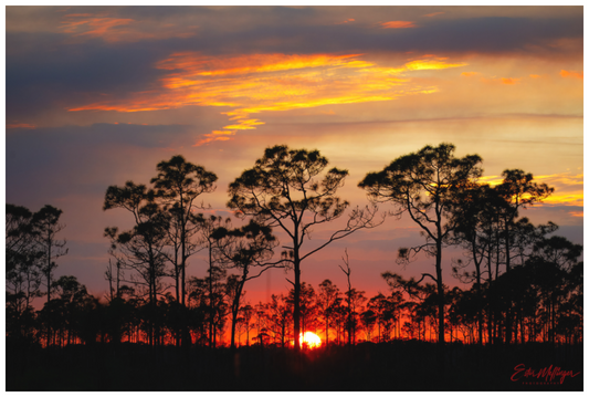 Main image "Fire in the Pines" - Big Cypress Sunset