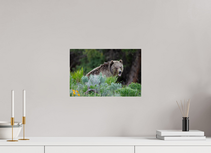Yawning bear