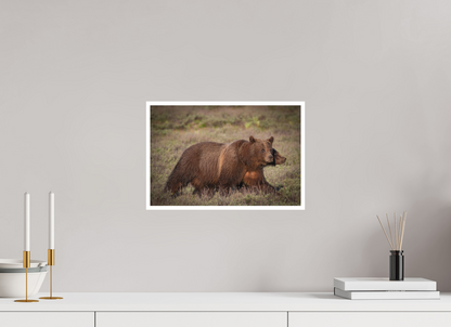 15 x 10″, Fine art print "Grizzly 399 on the Move"