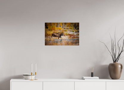 24 x 16″, Metal "Grace of Gros Ventre" - Moose