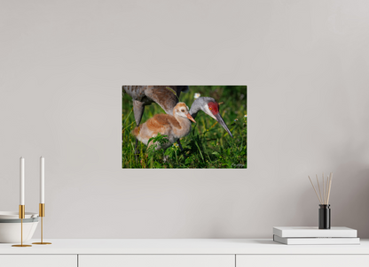 15 x 10″, Metal "Guiding the Next Generation" - Sandhill Cranes
