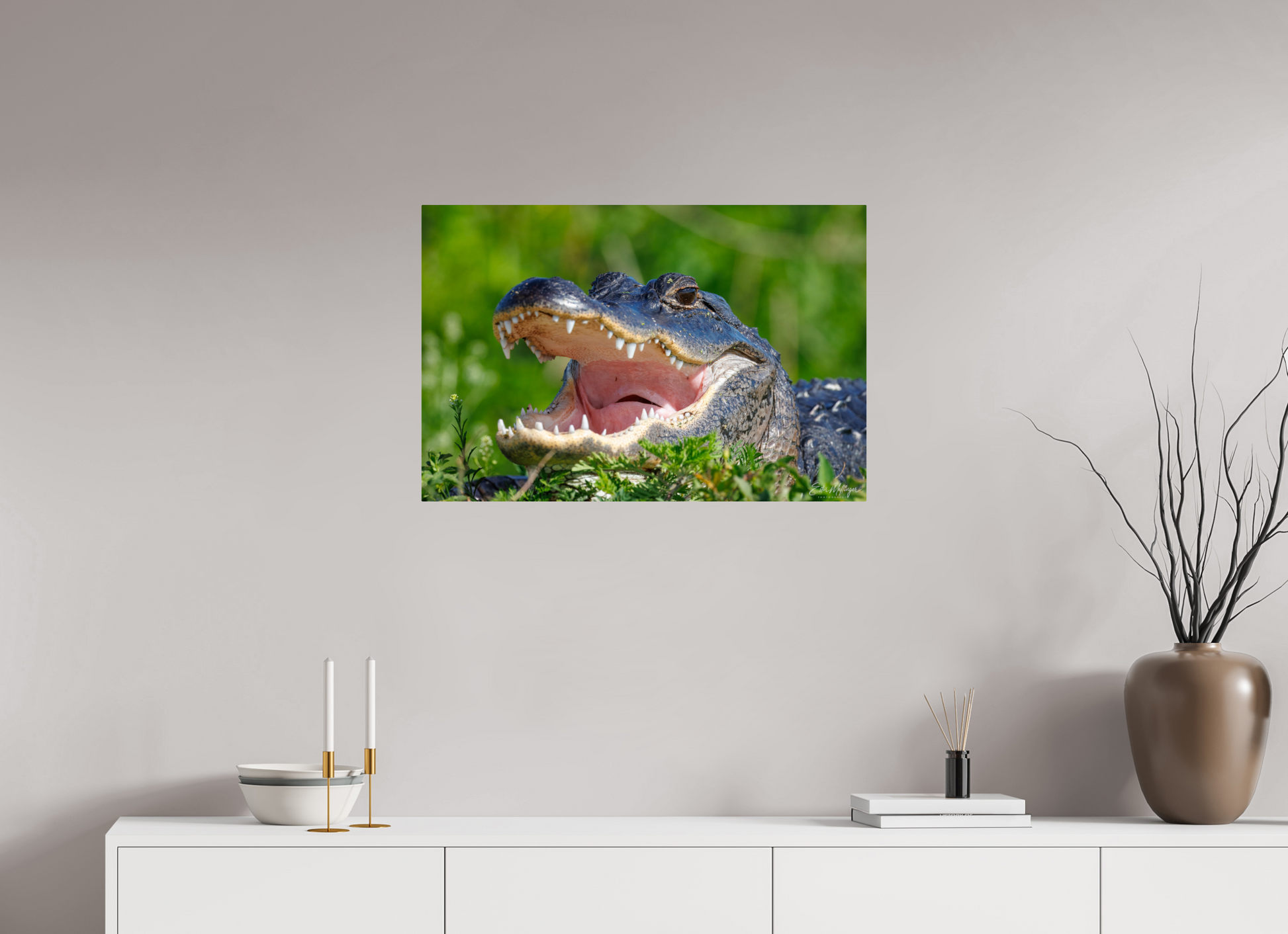 30 x 20″, Metal "Wide Open" - American Alligator