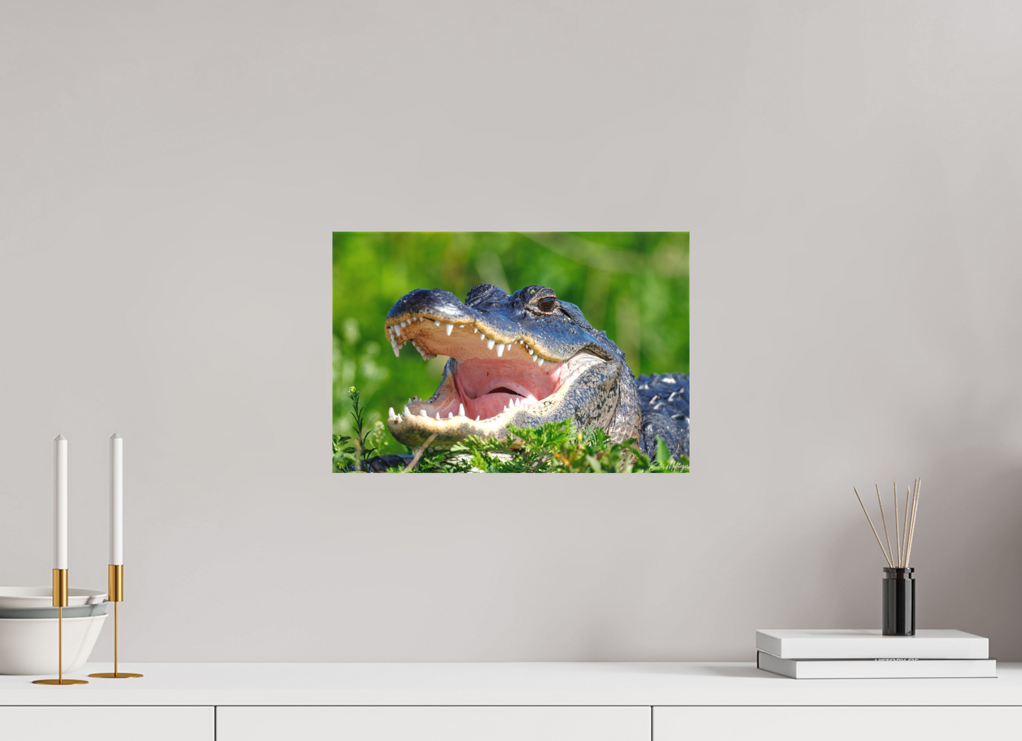 15 x 10″, Canvas "Wide Open" - American Alligator