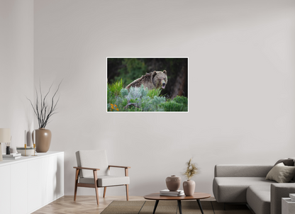 45 x 30″, Fine art print "Gentle Yawn" - Grizzly Bear