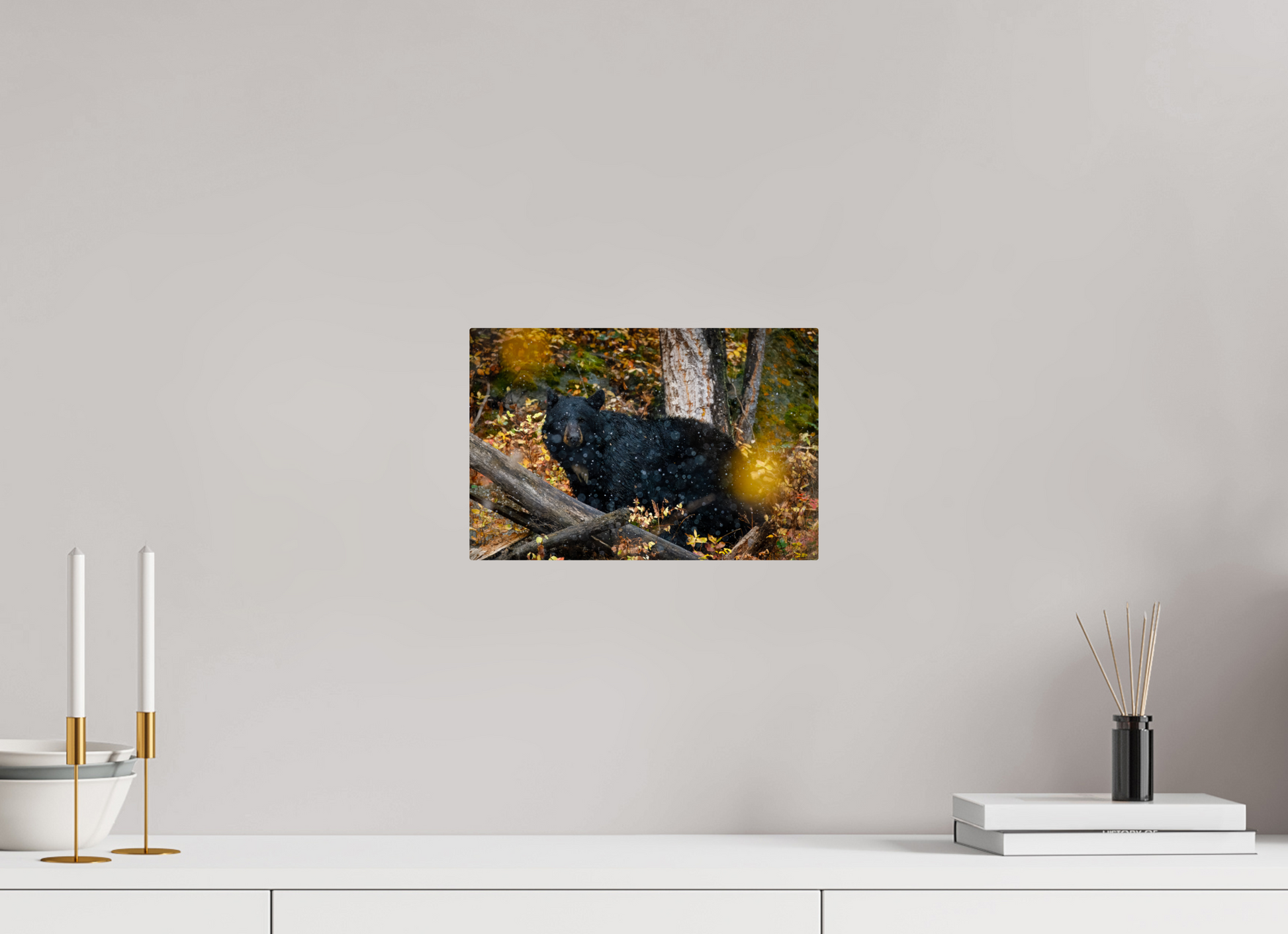 12 x 8″, Metal "Between Seasons" - Black Bear