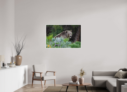 Yawning bear