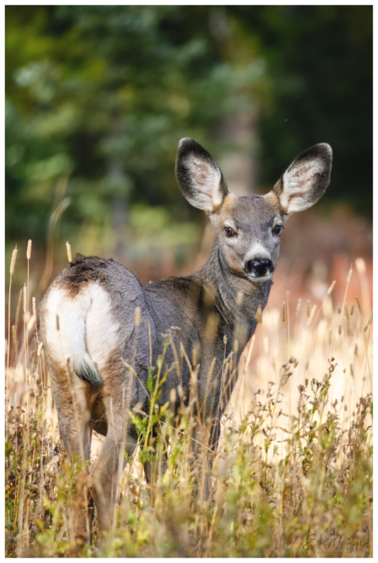 Main image "The Look Back" - Mule Deer