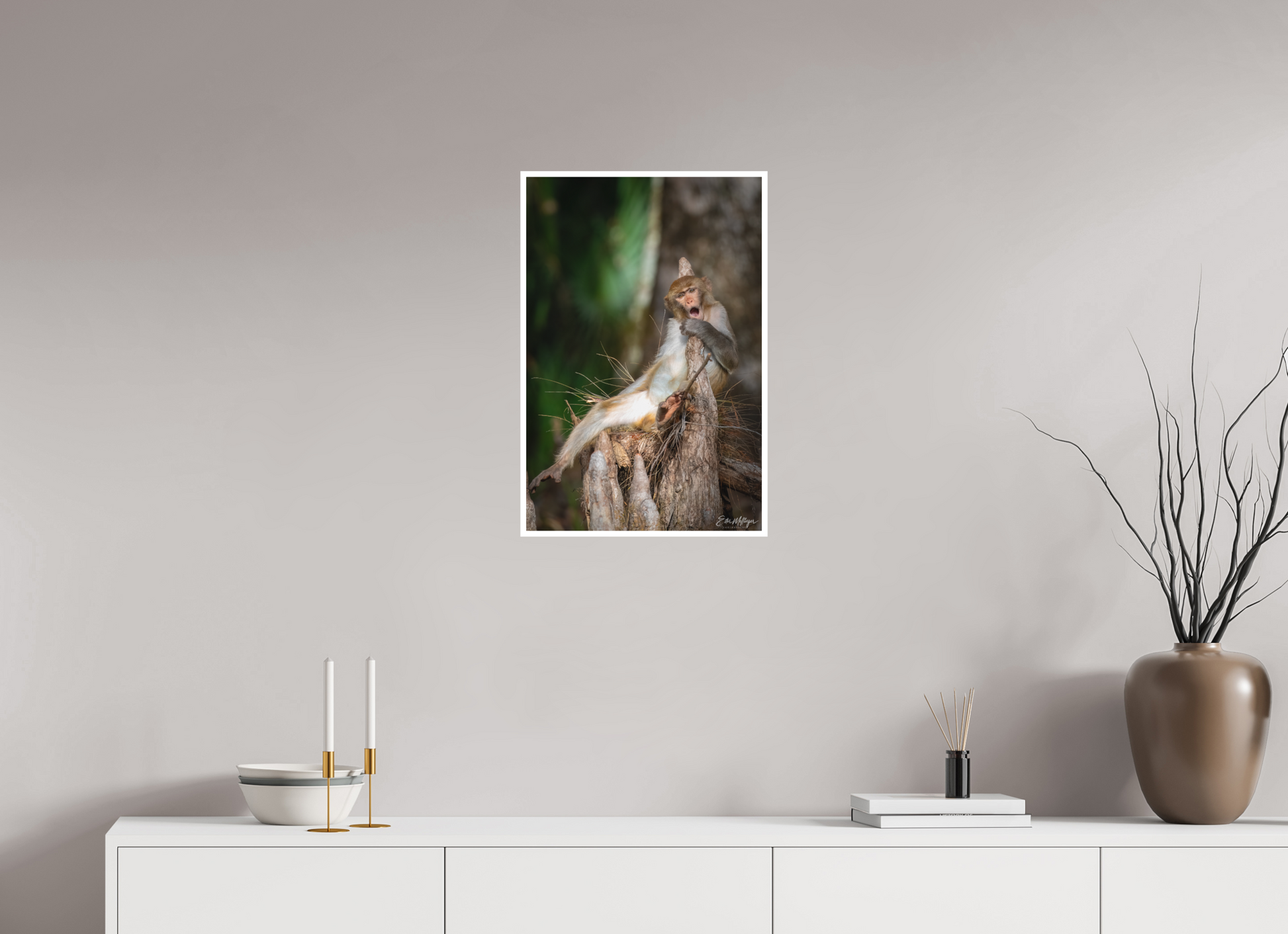 16 x 24″, Fine art print "Silver Song" - Rhesus Macaque