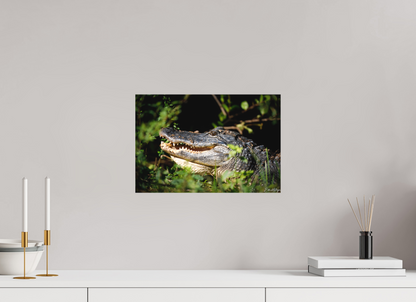 15 x 10″, Canvas "At the Water's Edge" - American Alligator