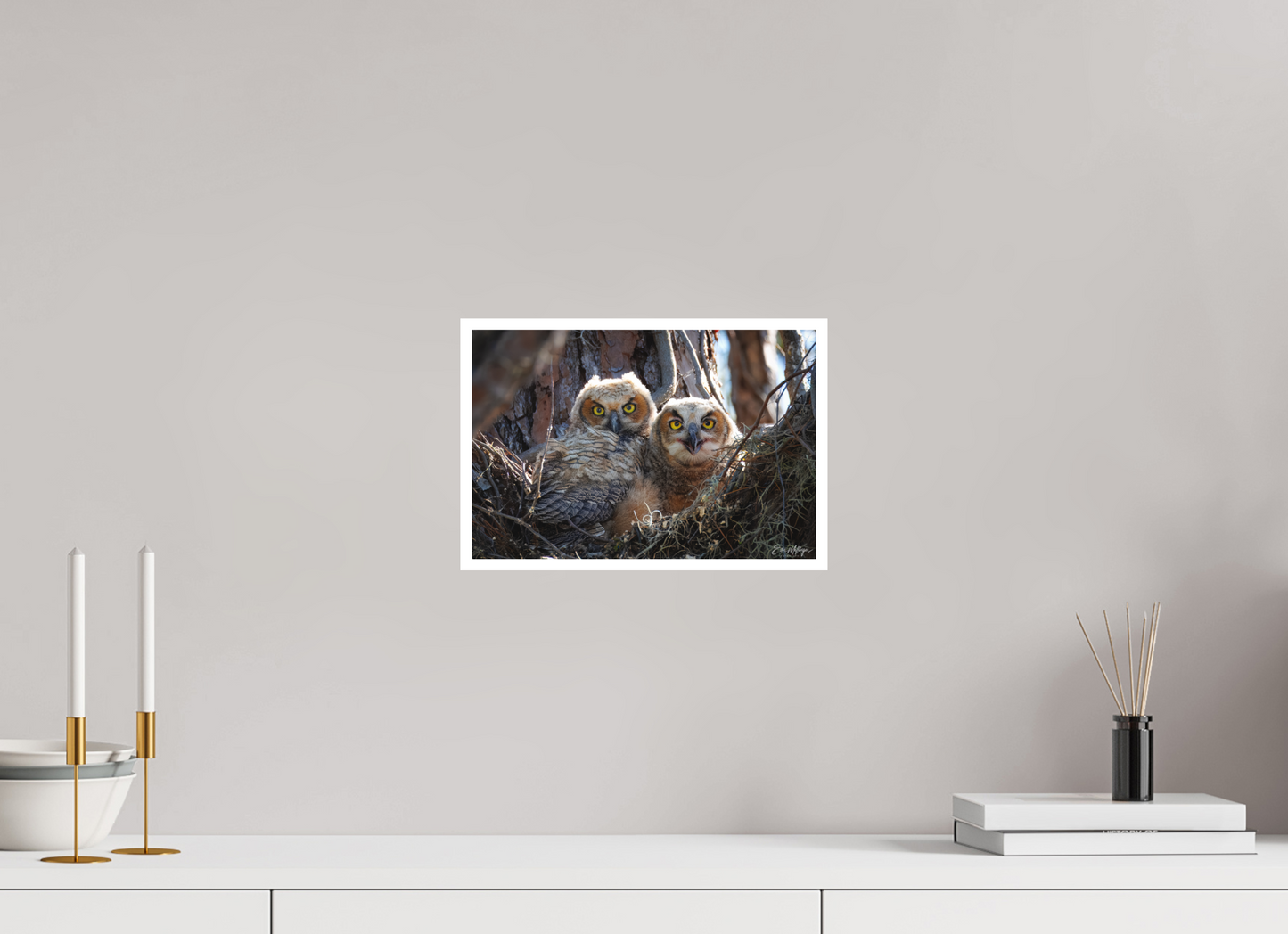 12 x 8″, Fine art print "Hidden in the Pines" - Great Horned Owlets
