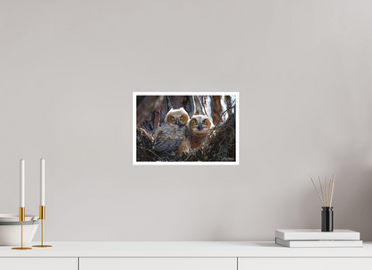 12 x 8″, Fine art print "Hidden in the Pines" - Great Horned Owlets