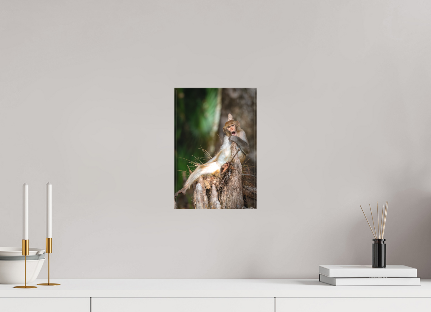 8 x 12″, Canvas "Silver Song" - Rhesus Macaque