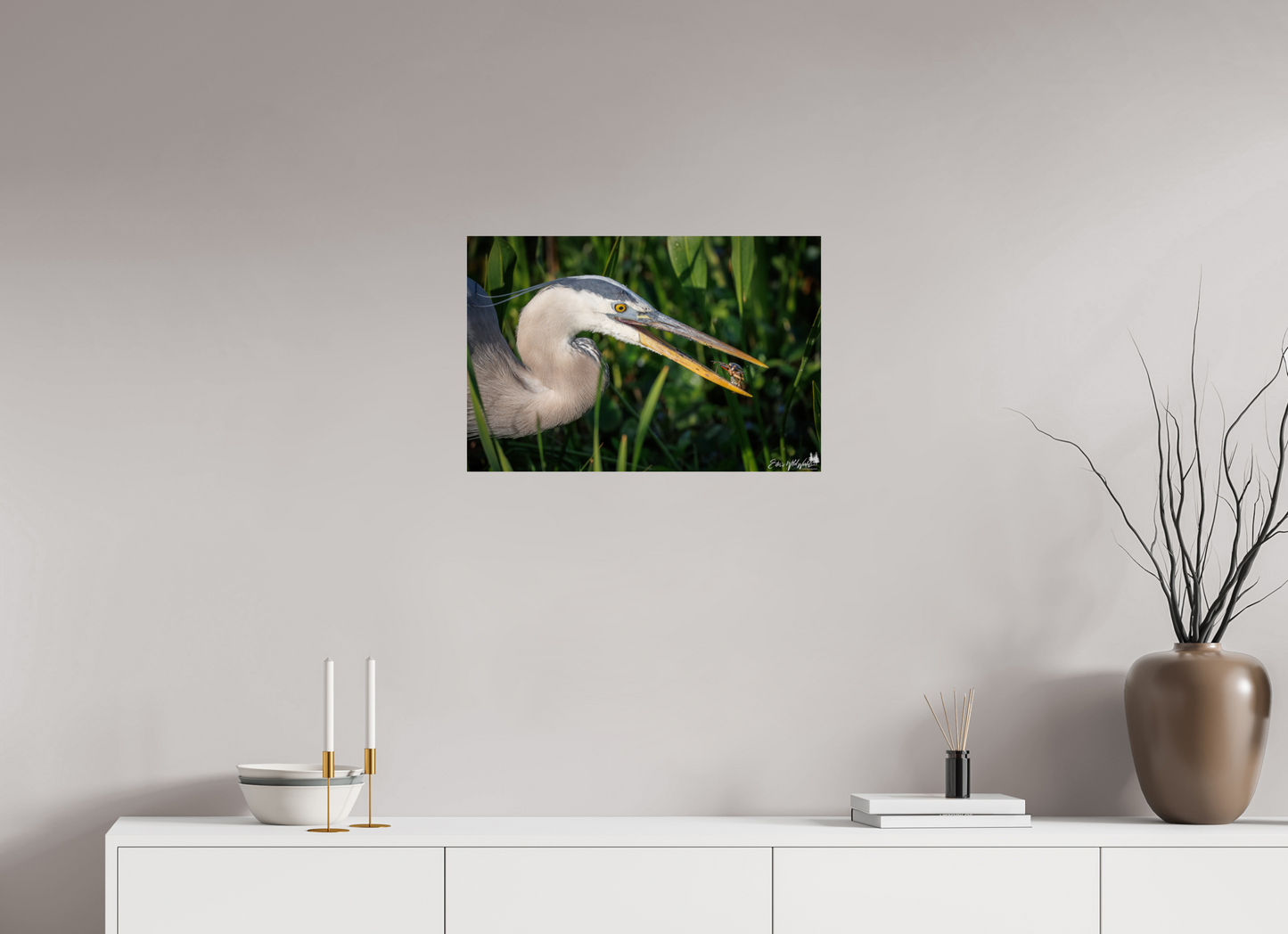 Great blue heron catching lunch