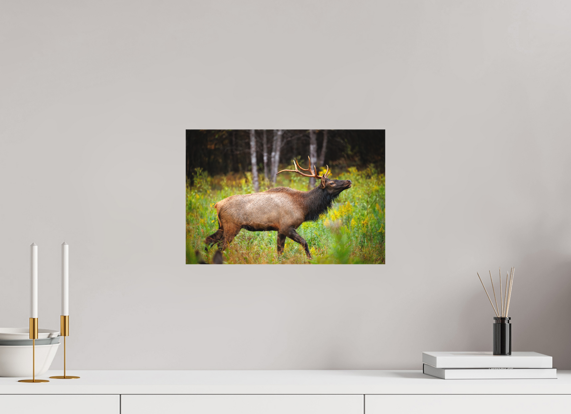 15 x 10″, Canvas "The Challenger" - Elk