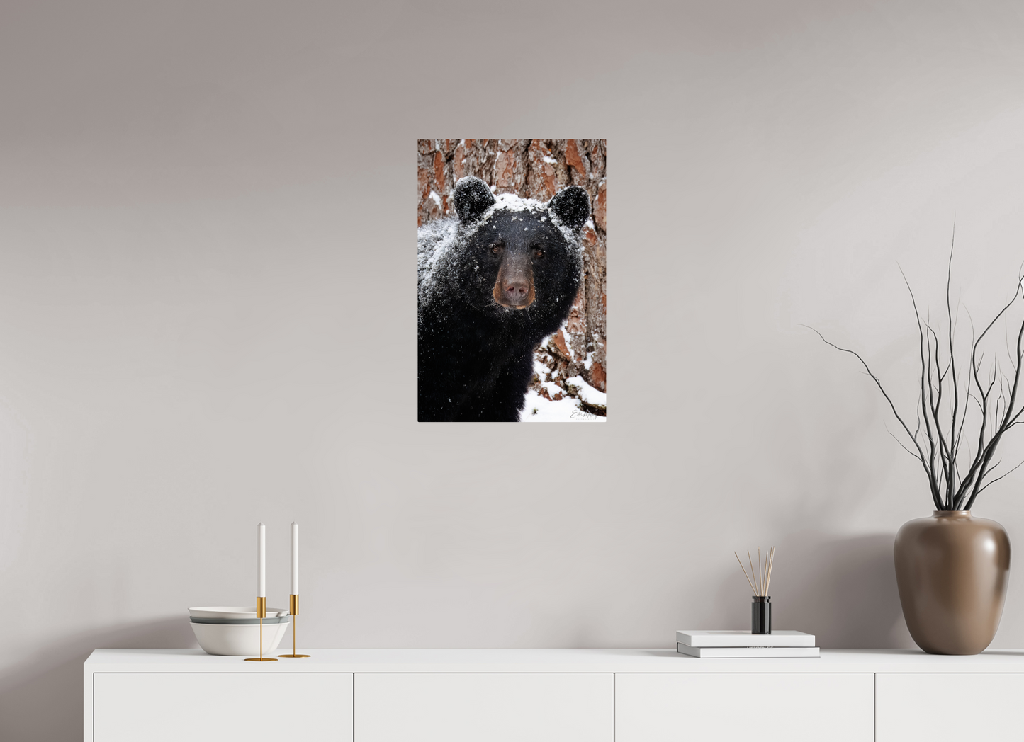 16 x 24″, Metal "Smoky Mountain Gaze" - Black bear close-up