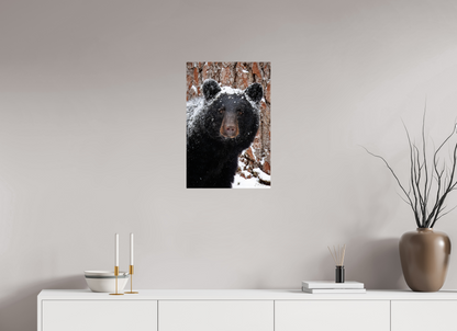 16 x 24″, Metal "Smoky Mountain Gaze" - Black bear close-up
