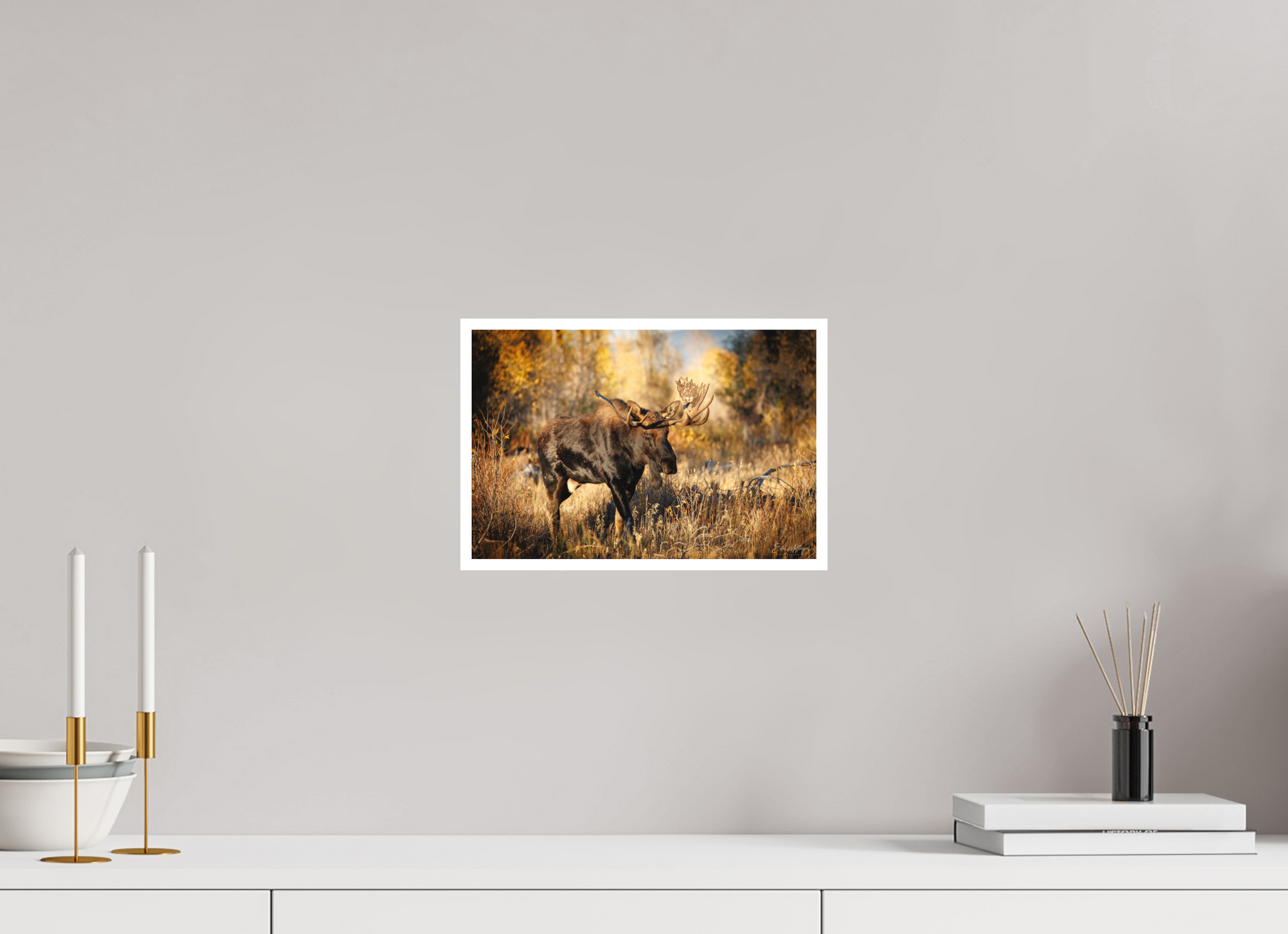 12 x 8″, Fine art print "Monarch of Gros Ventre" - Bull Moose