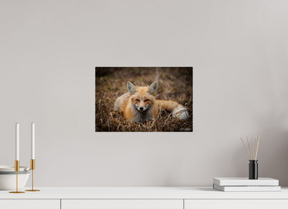 15 x 10″, Metal "Resting Ember" - Red Fox