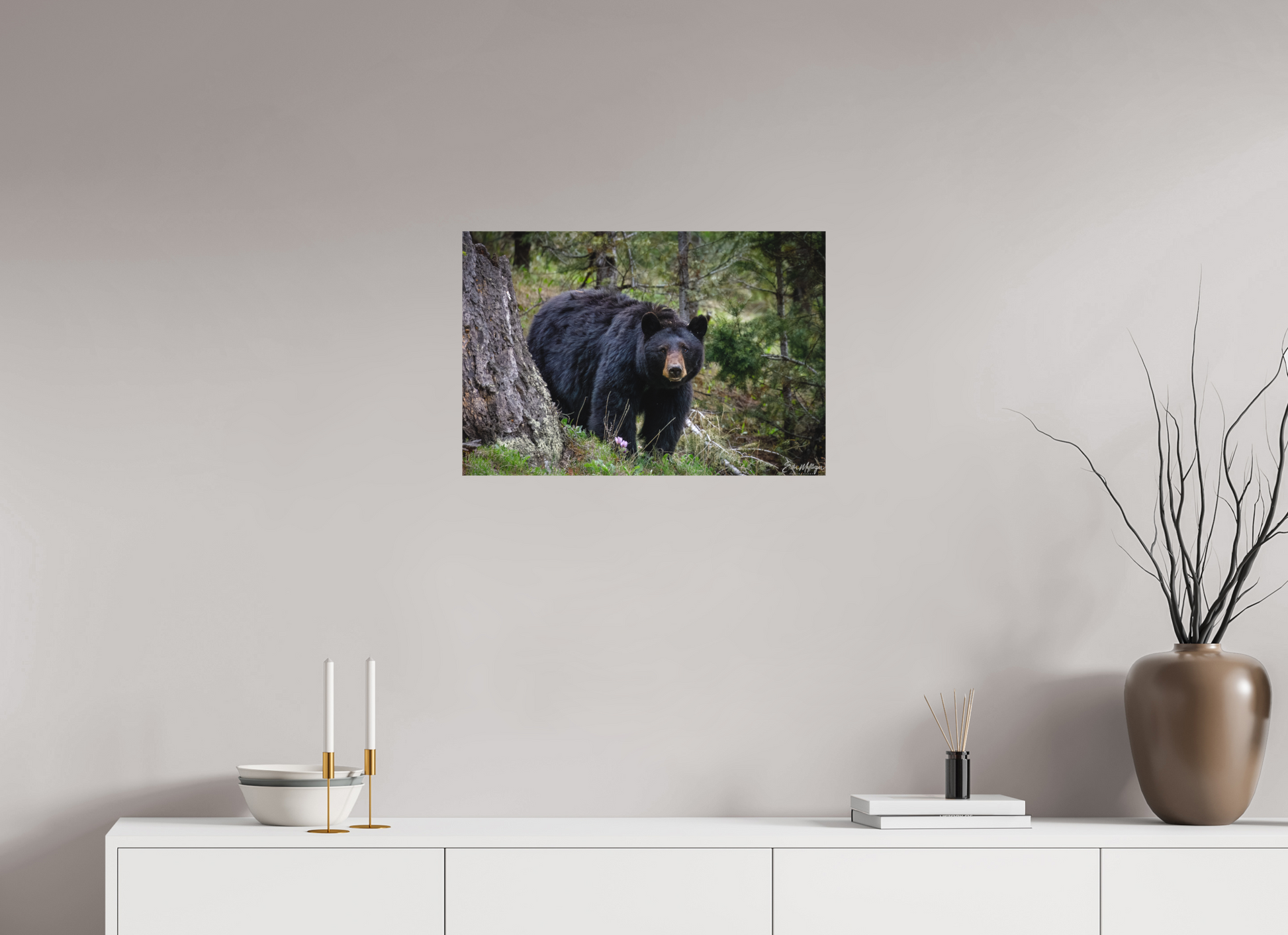 24 x 16″, Canvas "Silent Gaze" - Black Bear