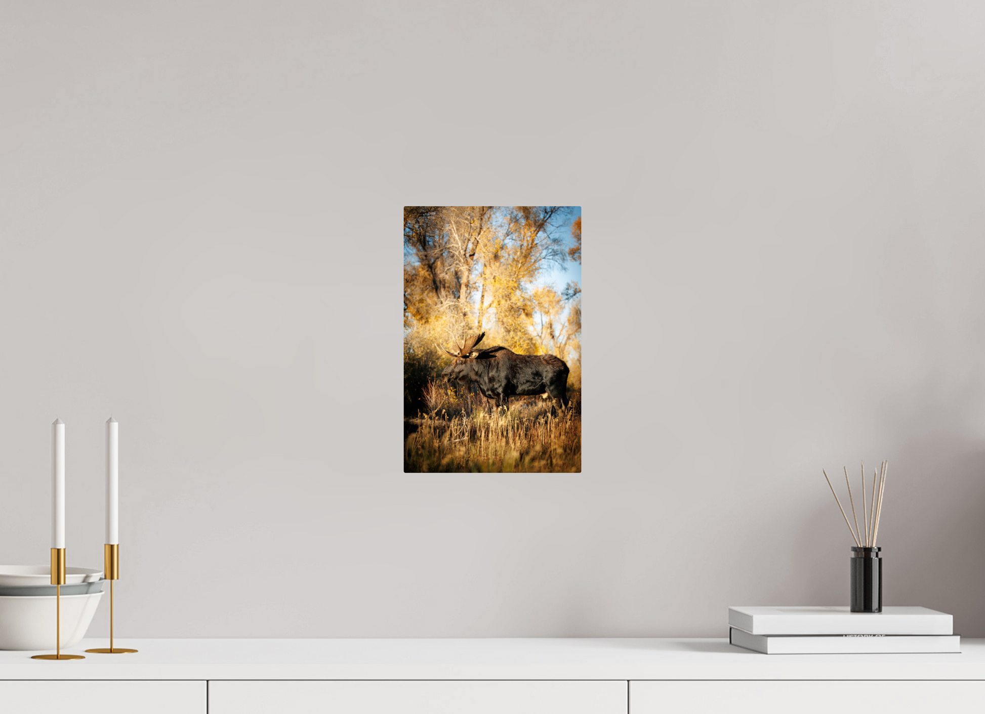 8 x 12″, Metal "Monarch of Gros Ventre - Stillness" - Bull Moose