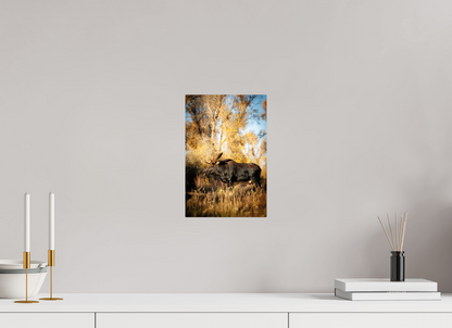 8 x 12″, Metal "Monarch of Gros Ventre - Stillness" - Bull Moose