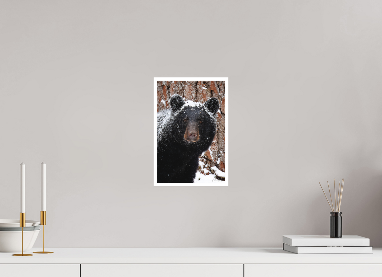 8 x 12″, Fine art print "Smoky Mountain Gaze" - Black bear close-up