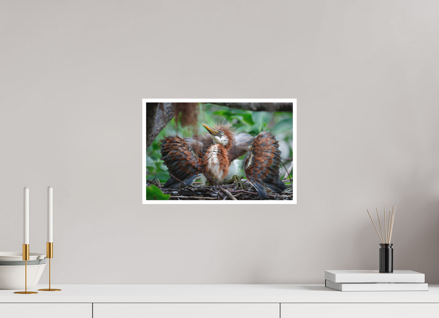 15 x 10″, Fine art print "Finding My Wings" - Tricolored Heron