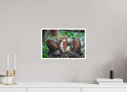 15 x 10″, Fine art print "Finding My Wings" - Tricolored Heron