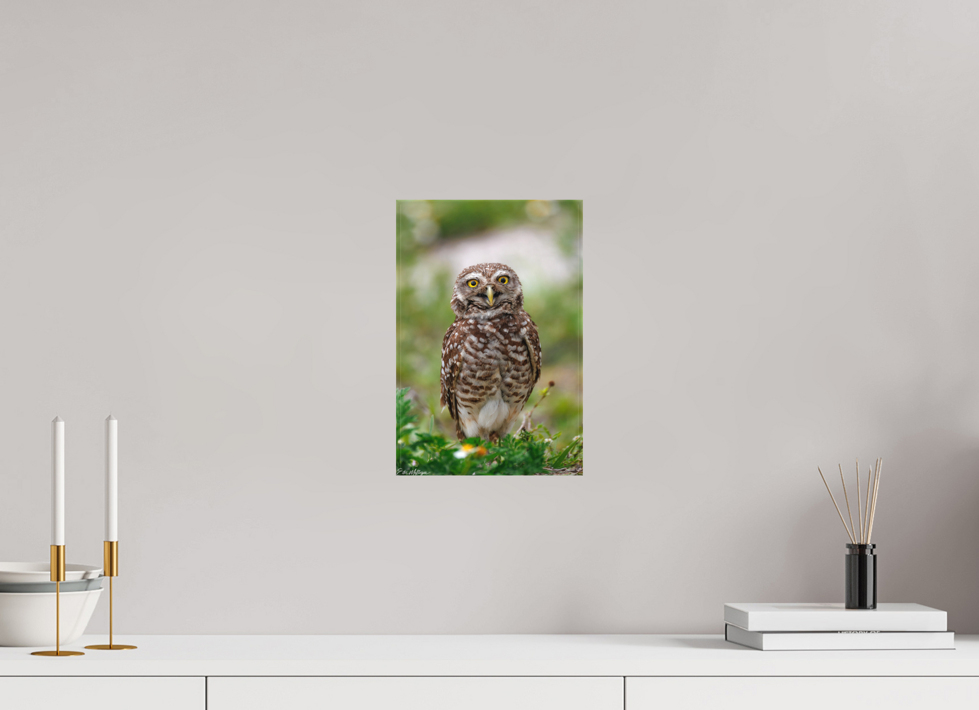 8 x 12″, Canvas "Wide-Eyed Wonder" - Burrowing Owl