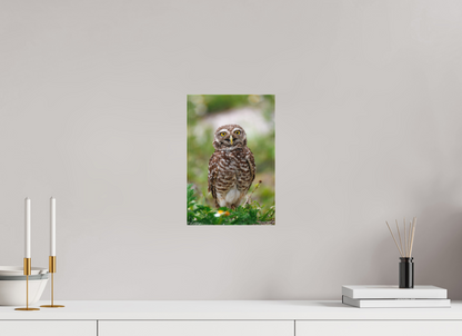 8 x 12″, Canvas "Wide-Eyed Wonder" - Burrowing Owl