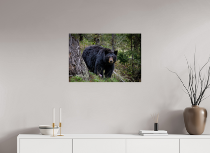 Black bear stare