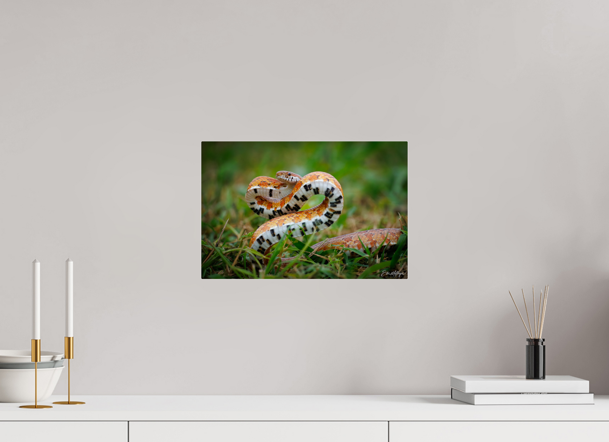 15 x 10″, Acrylic "Wild Pattern" - Florida Corn Snake