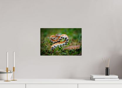 15 x 10″, Acrylic "Wild Pattern" - Florida Corn Snake