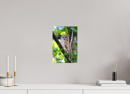 8 x 12″, Canvas "..." - Barred Owl