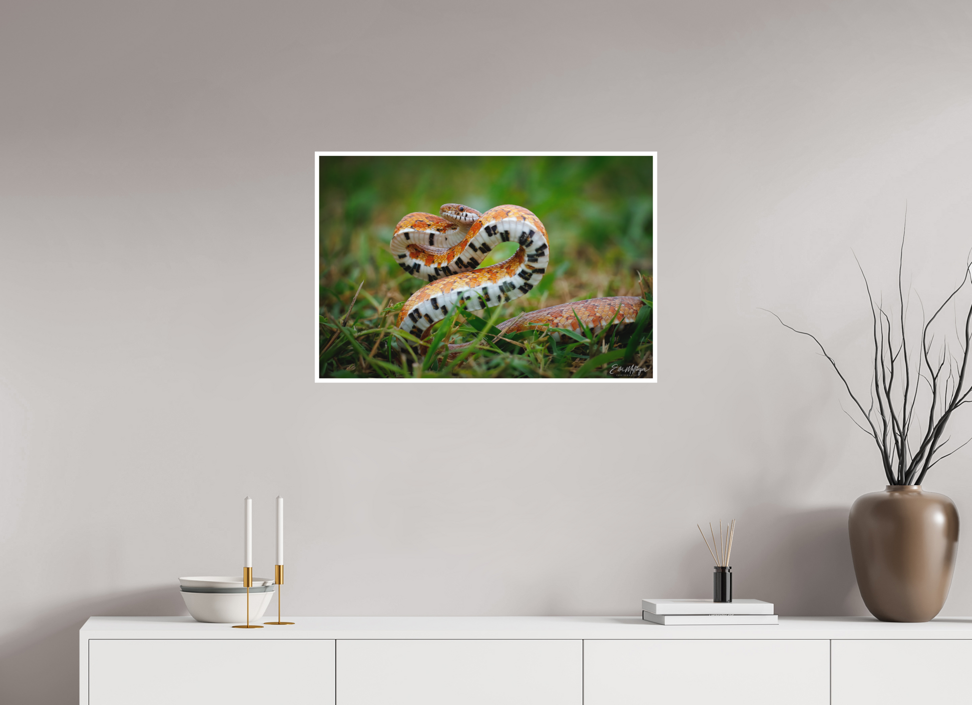 30 x 20″, Fine art print "Wild Pattern" - Florida Corn Snake