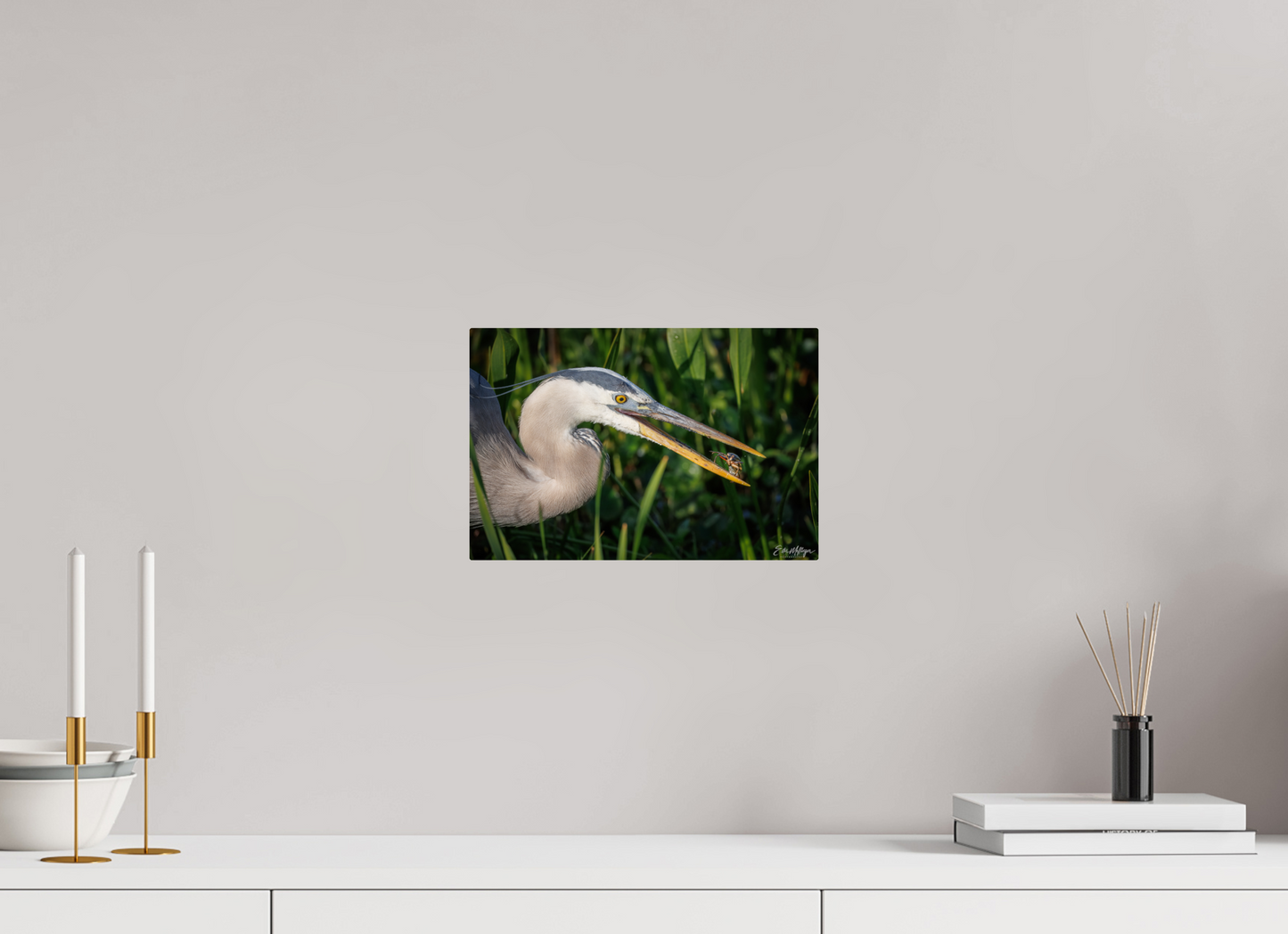 12 x 8″, Metal "The Catch" - Great Blue Heron