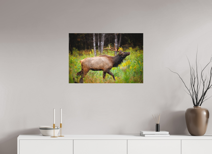 30 x 20″, Canvas "The Challenger" - Elk