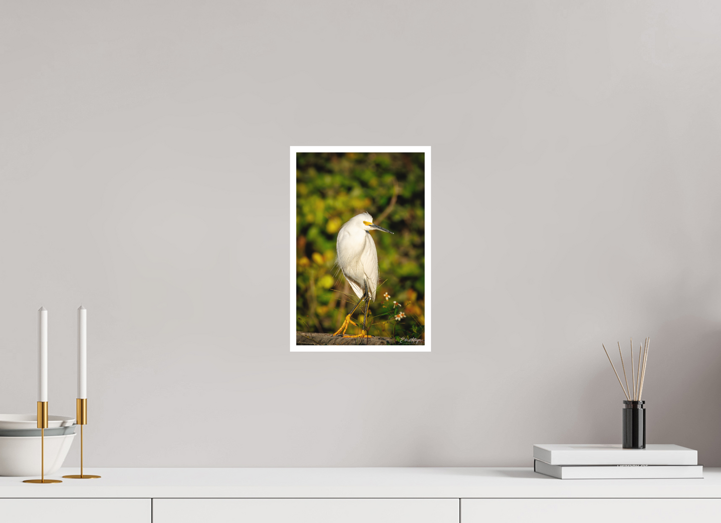 8 x 12″, Fine art print "Golden Light, White Silence" - Great Egret