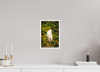 8 x 12″, Fine art print "Golden Light, White Silence" - Great Egret