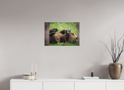 24 x 16″, Canvas "Gentle Discovery" - Grizzly Bear