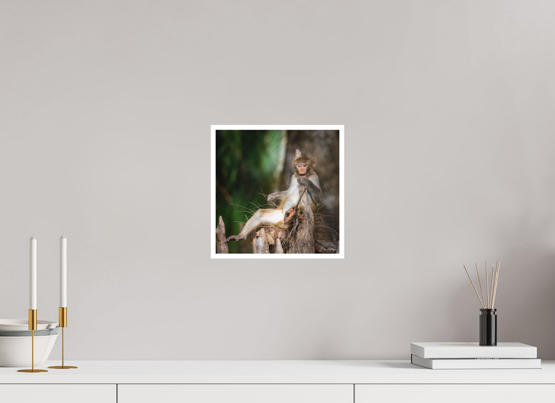 10 x 10″, Fine art print "Silver Song" - Rhesus Macaque