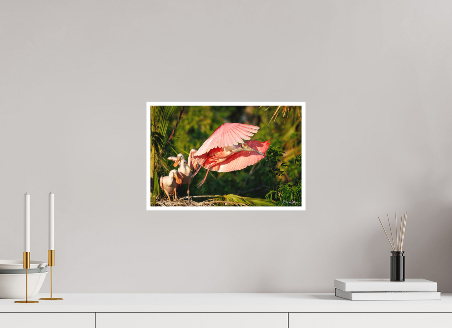 15 x 10″, Fine art print "After the Feeding" - Roseate Spoonbill