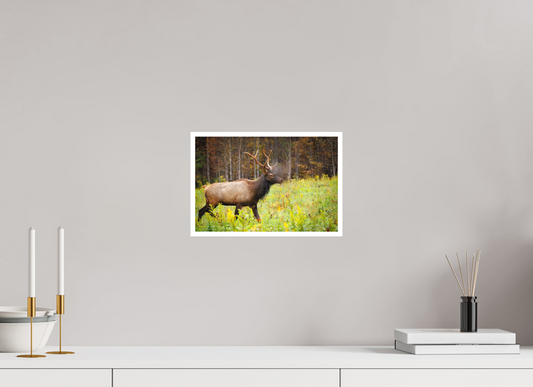 12 x 8″, Fine art print "Call of the Wild" - Elk