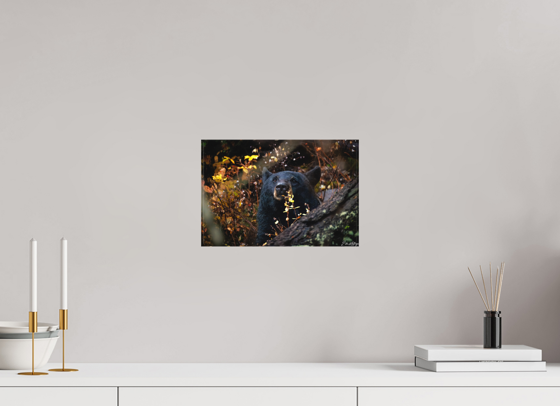 12 x 8″, Canvas "Autumn Watch" - Black Bear